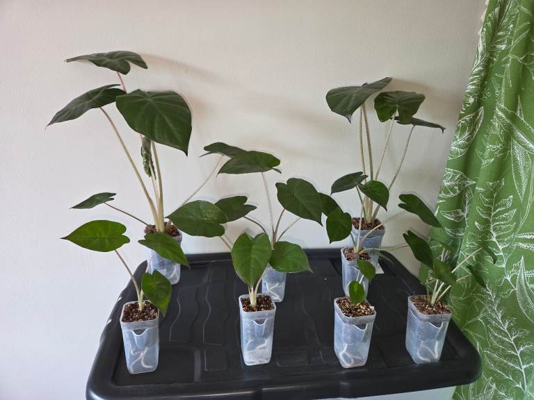 Alocasia Yucatan Princess Houseplants