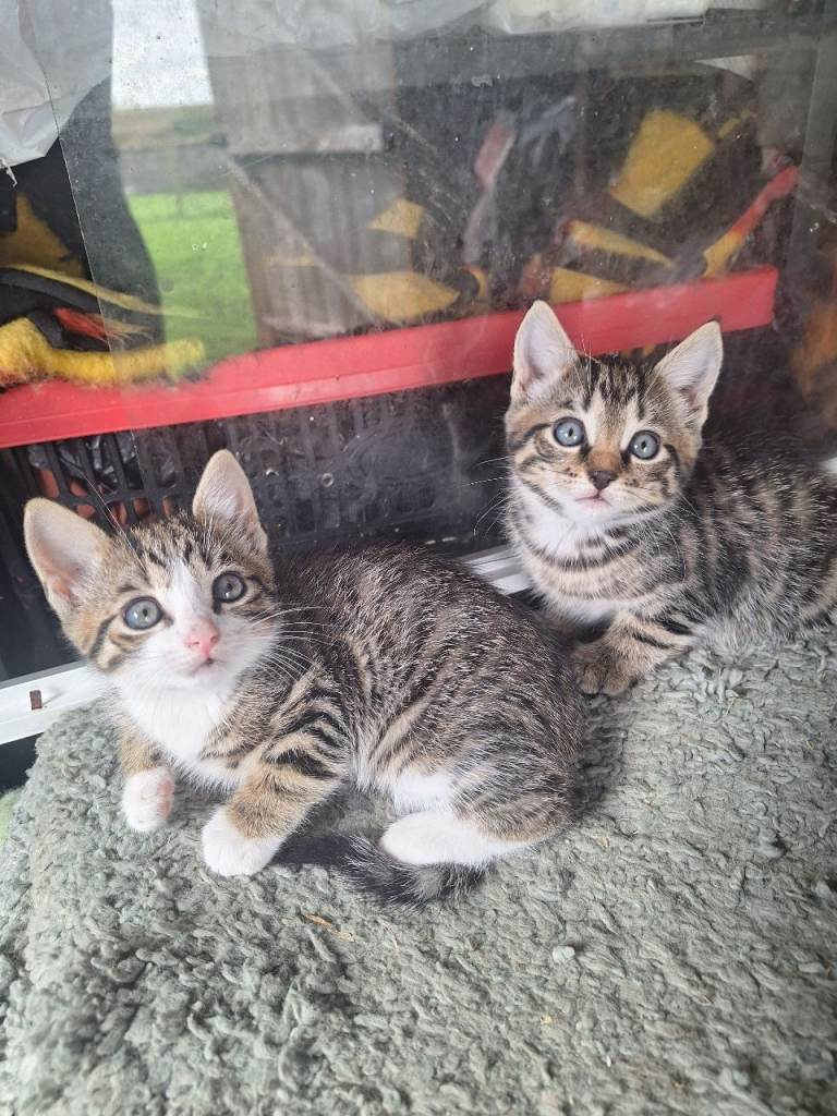Beautiful kittens
