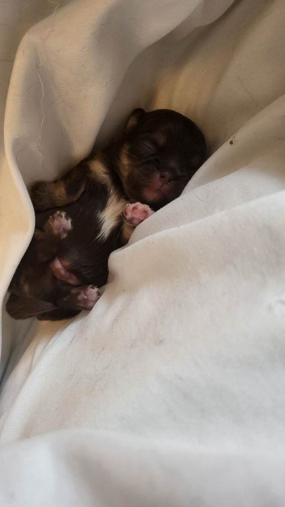 Long haired chihuahuas