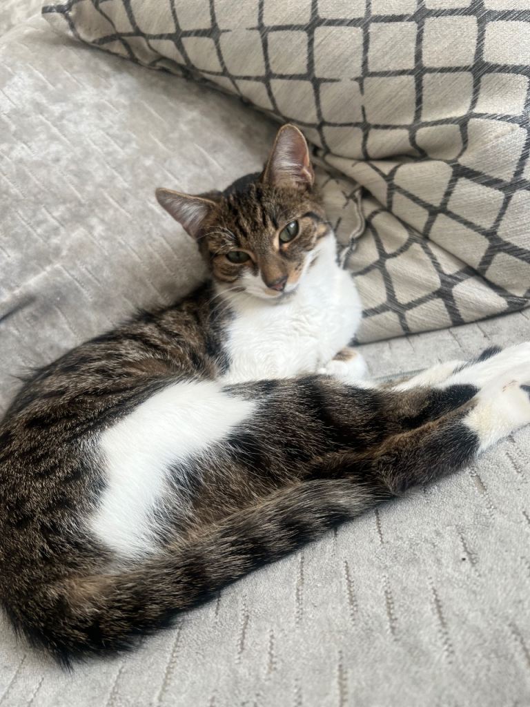 Needs rehoming asap - cats name is bemo