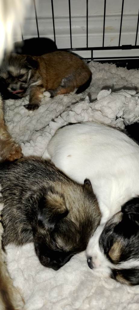 Yorkshire terrier cross chihuahua 