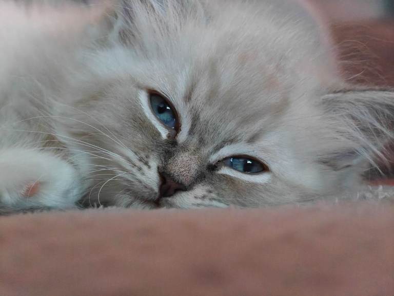 Ragdoll beautiful little girl TICA registered 