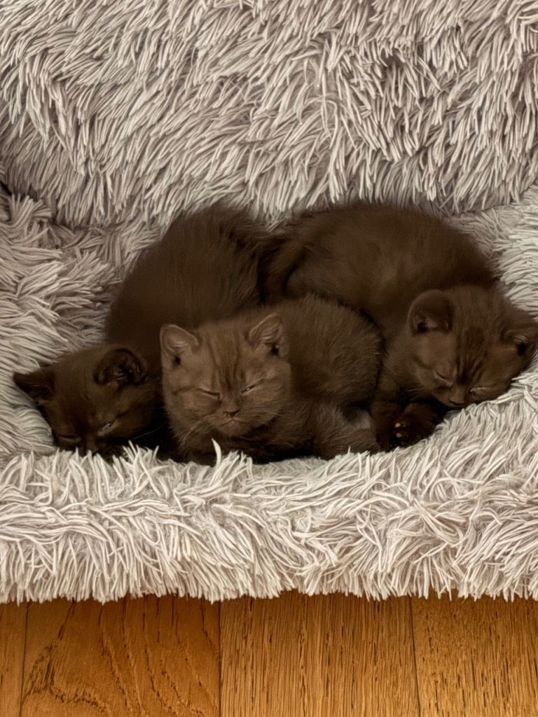 Brown British Shorthair Kitten 