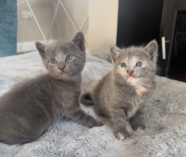 2x female kittens british shorthair mix 