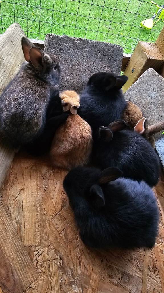 8 baby rabbits
