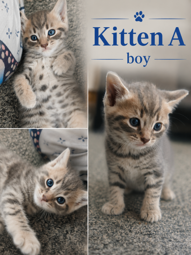 kittens for sale 