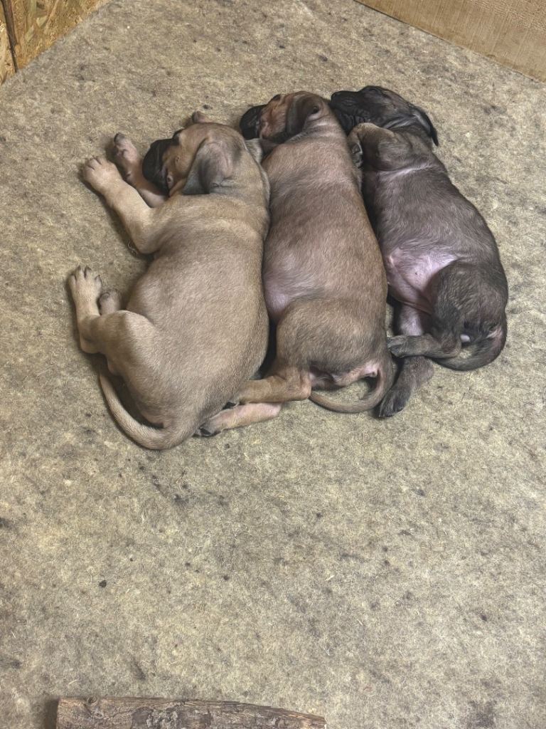 puppies Cane Corso