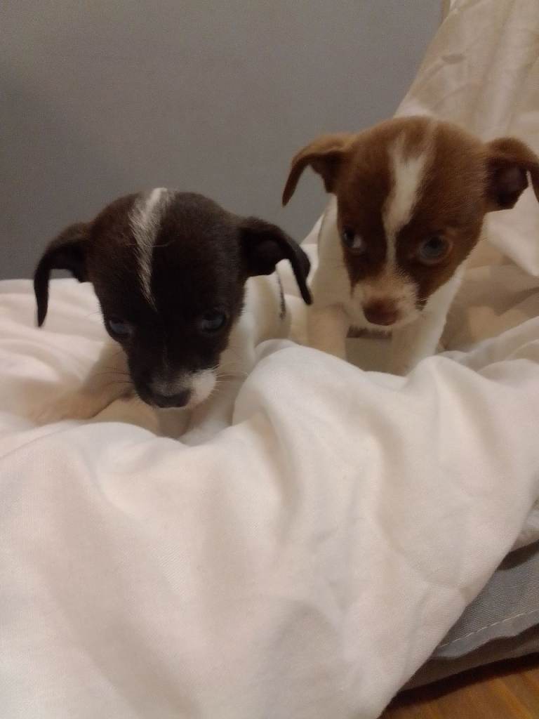 Chihuahua X jackrussell puppy