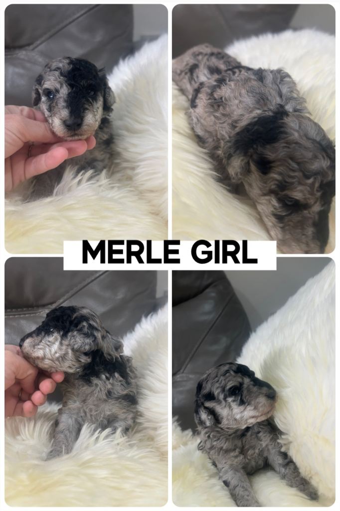 Merle Cockapoo puppies