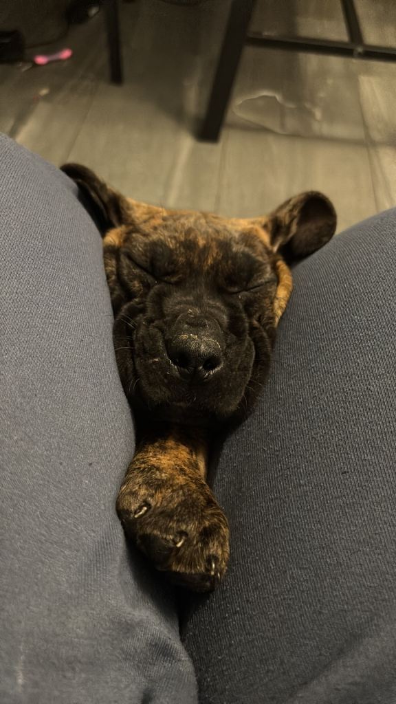 image for Presa canario puppy