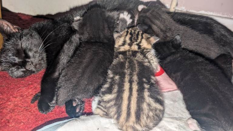 Kittens for sale - 23rd July 2026 £100