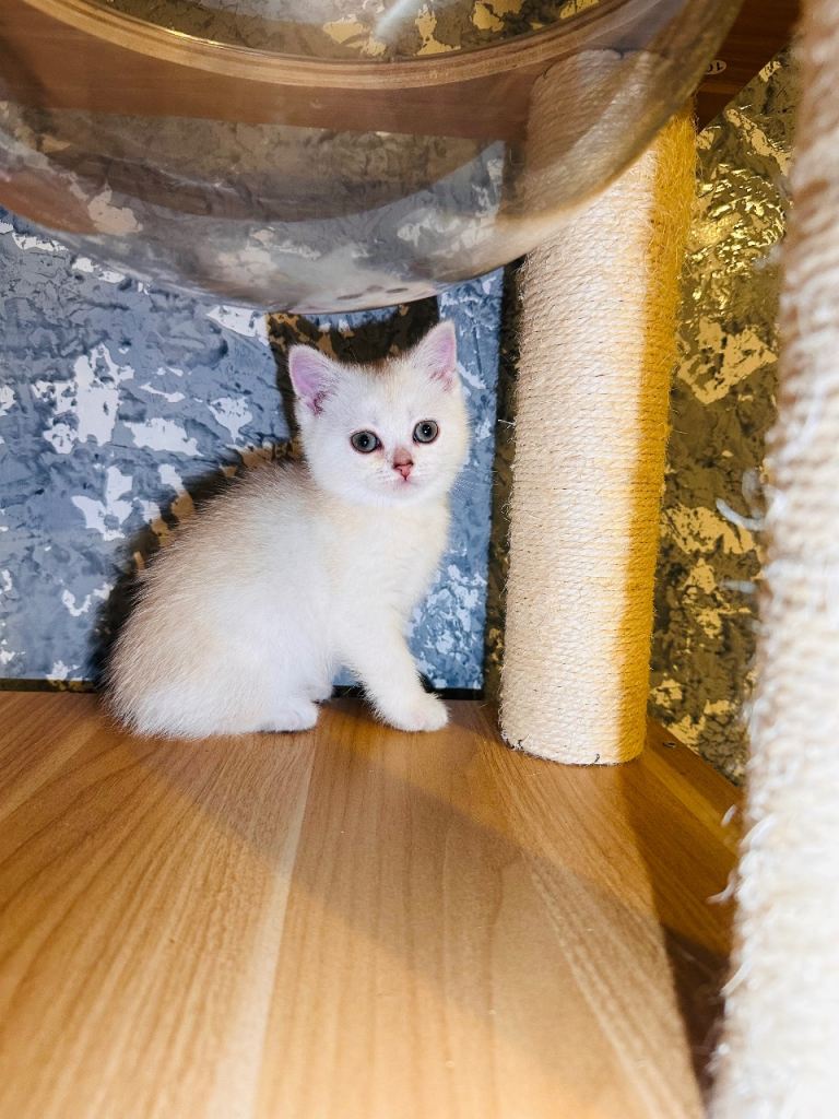 Apricot British shorthair kittens