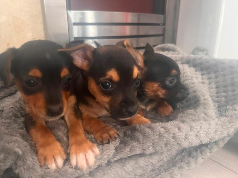 Chorkie puppies 