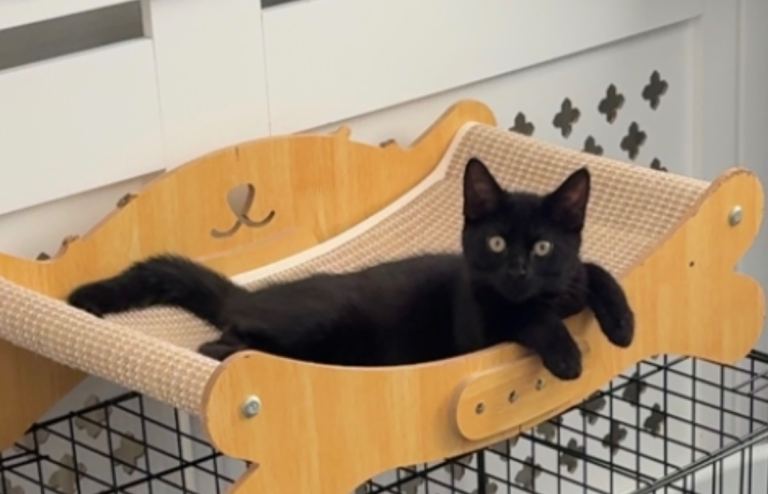 Beautiful mixed breed cat