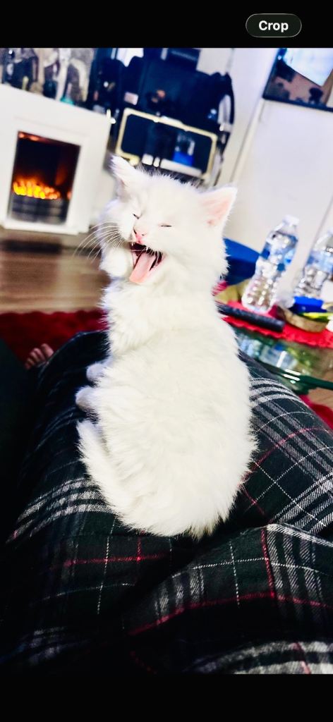 Turkish angora 11 weeks old boy name SUGAR 