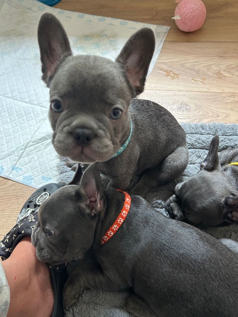French bulldog
