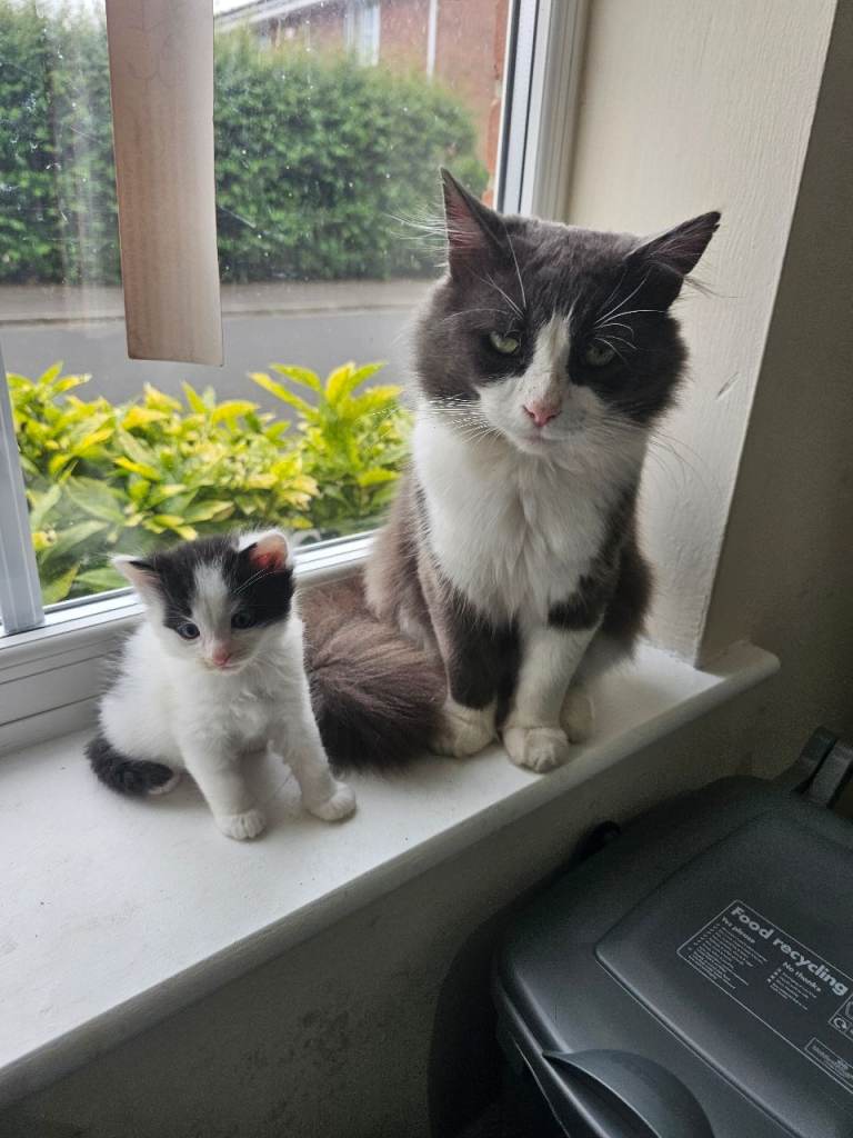 6 British Longhaired Kittens Tuxedo White and Black Kittens