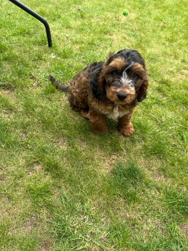 Cockapoo puppy