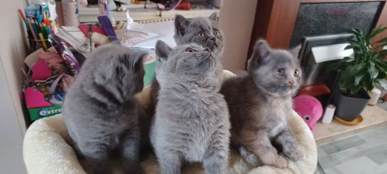 British shorthair 