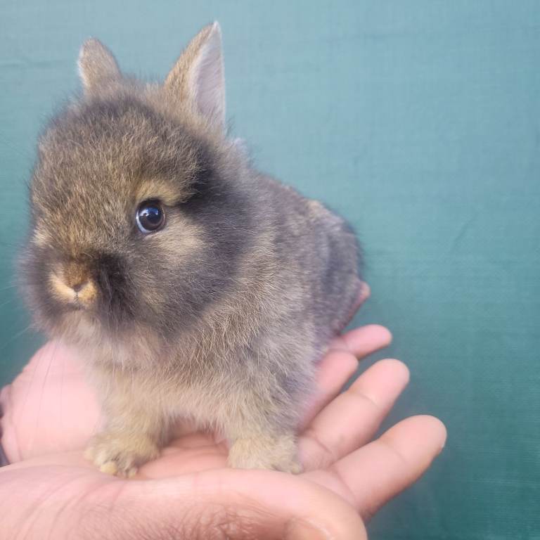 Netherlands dwarf  & mini lop 