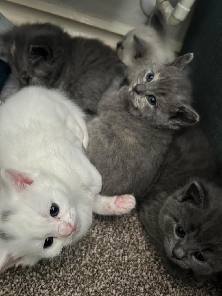 2 adorable kittens remaining male&female