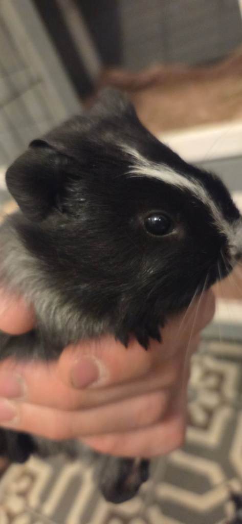 1 male guinea pig for sale