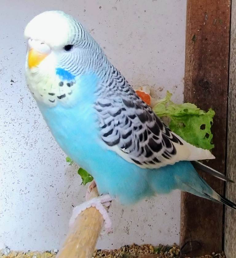 Baby Budgies 