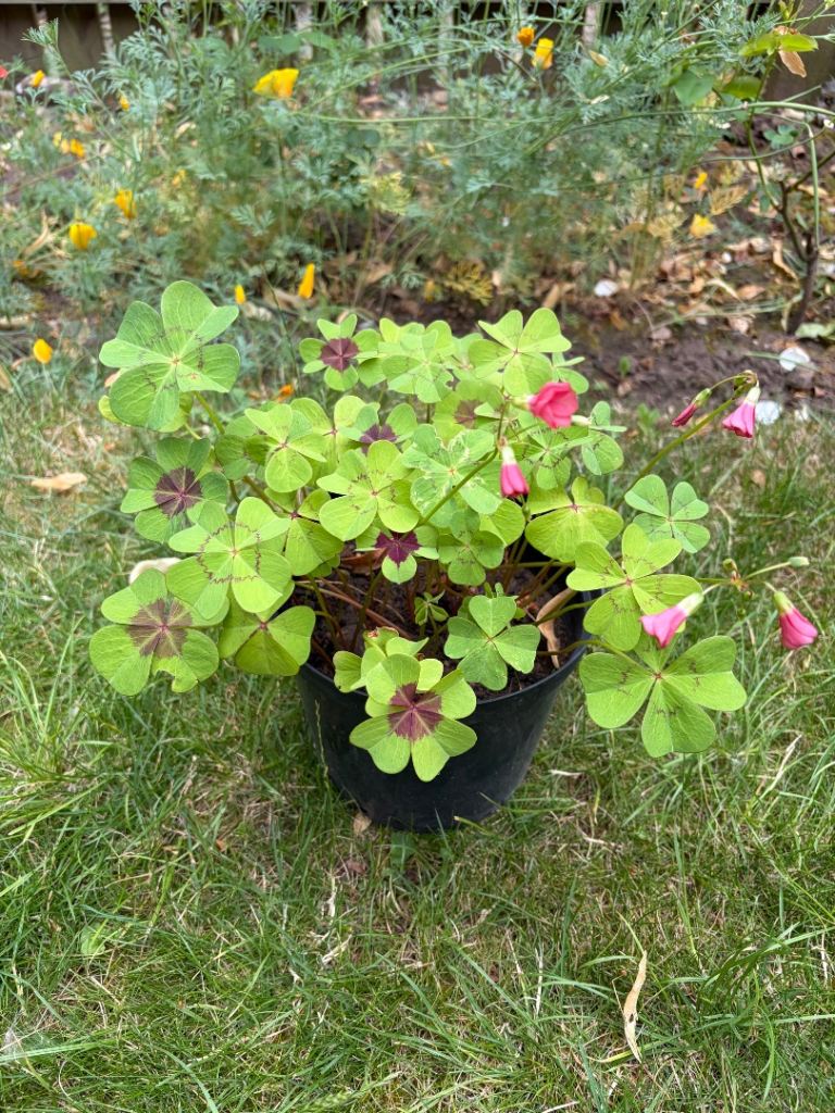 Garden plants 
