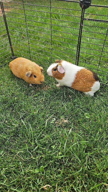 2 guinea pigs
