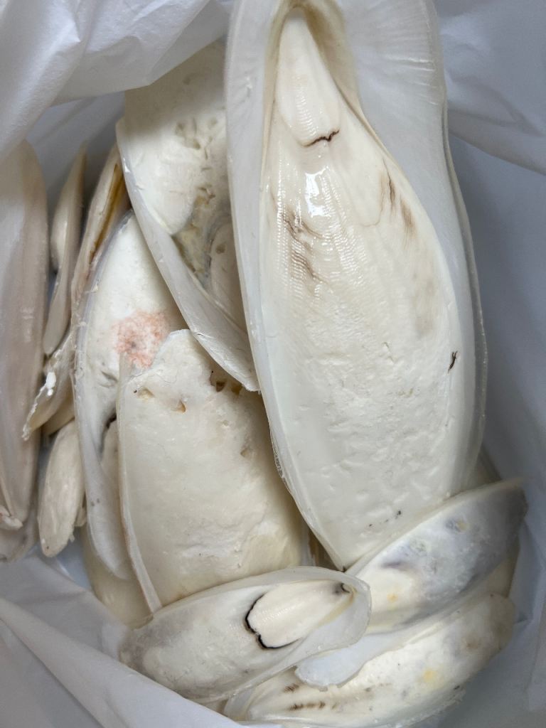 Birds cuttlefish bones 