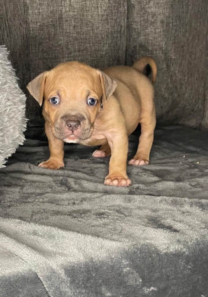 Exquisite pocket bullys looking for forever homes!