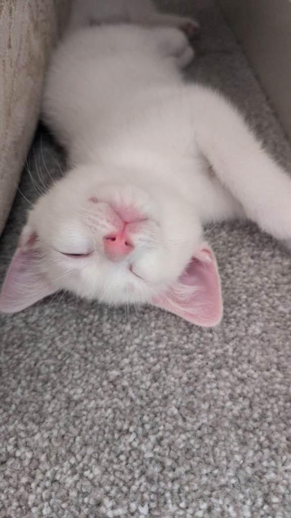 Kitten for sale one left girl white 3 black marks to forehead 