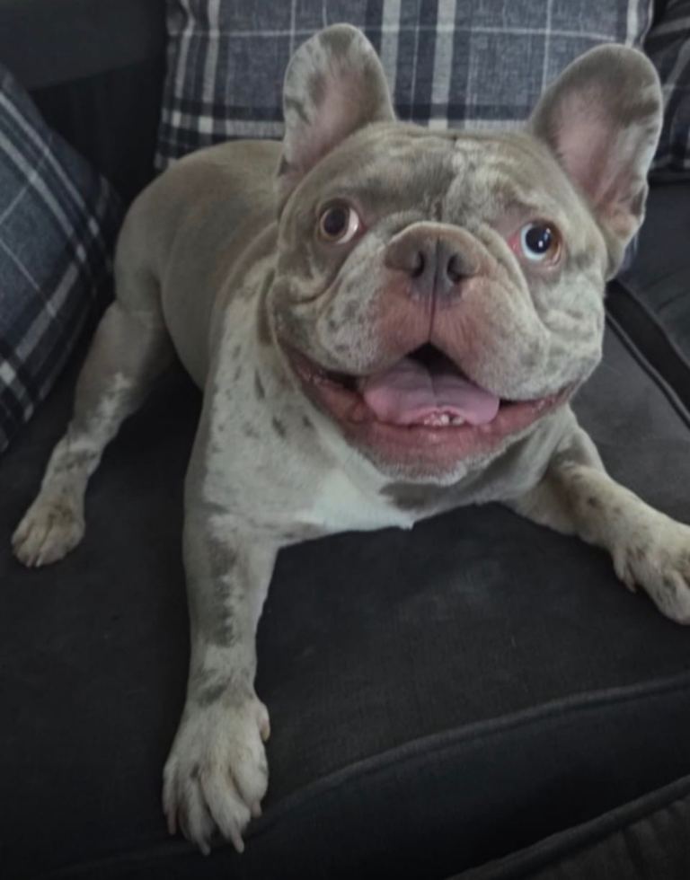 Re Home French Bulldog (2 years of age)