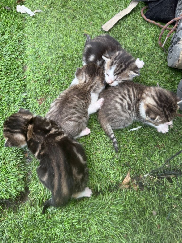 4 kitten