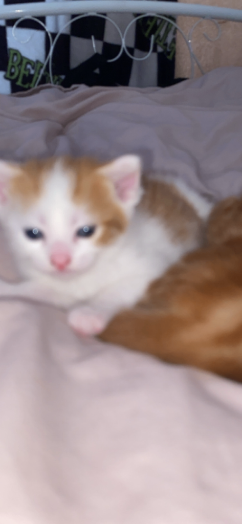 Kittens 