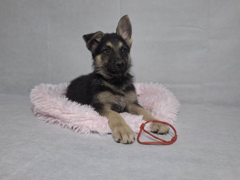 German shepherd puppies 