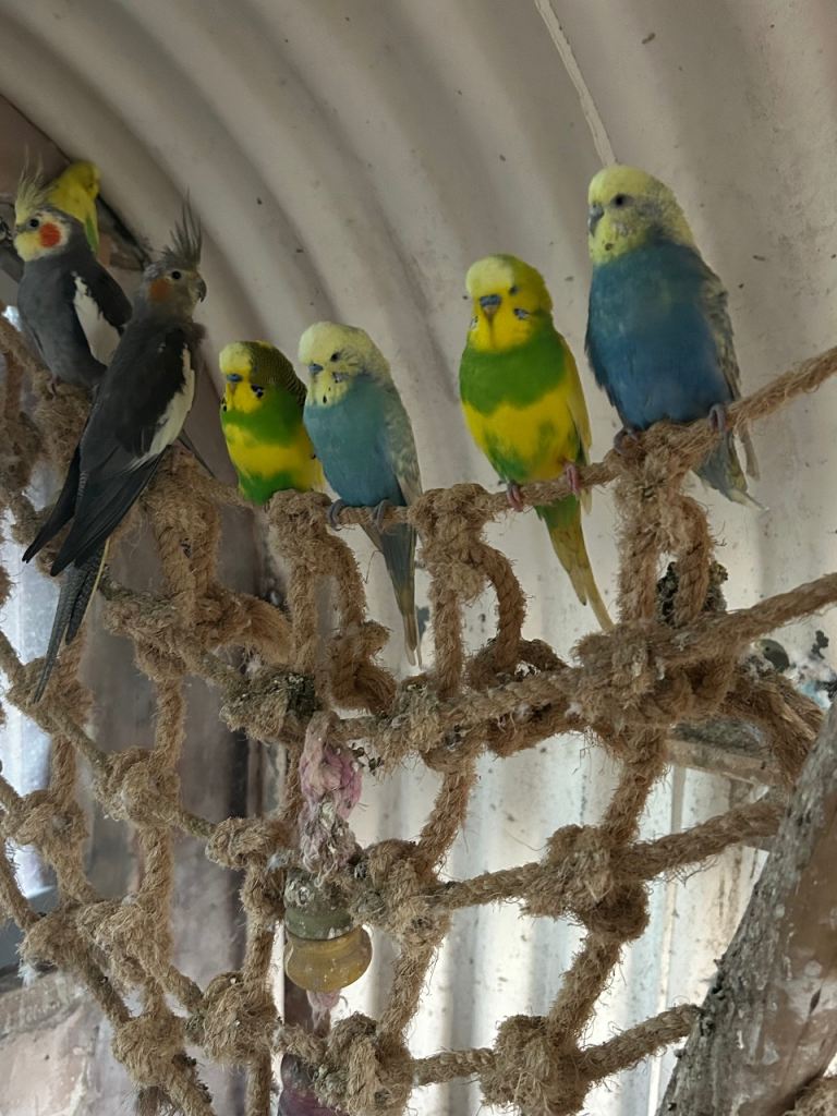 Beautiful budgies and cockatiels 