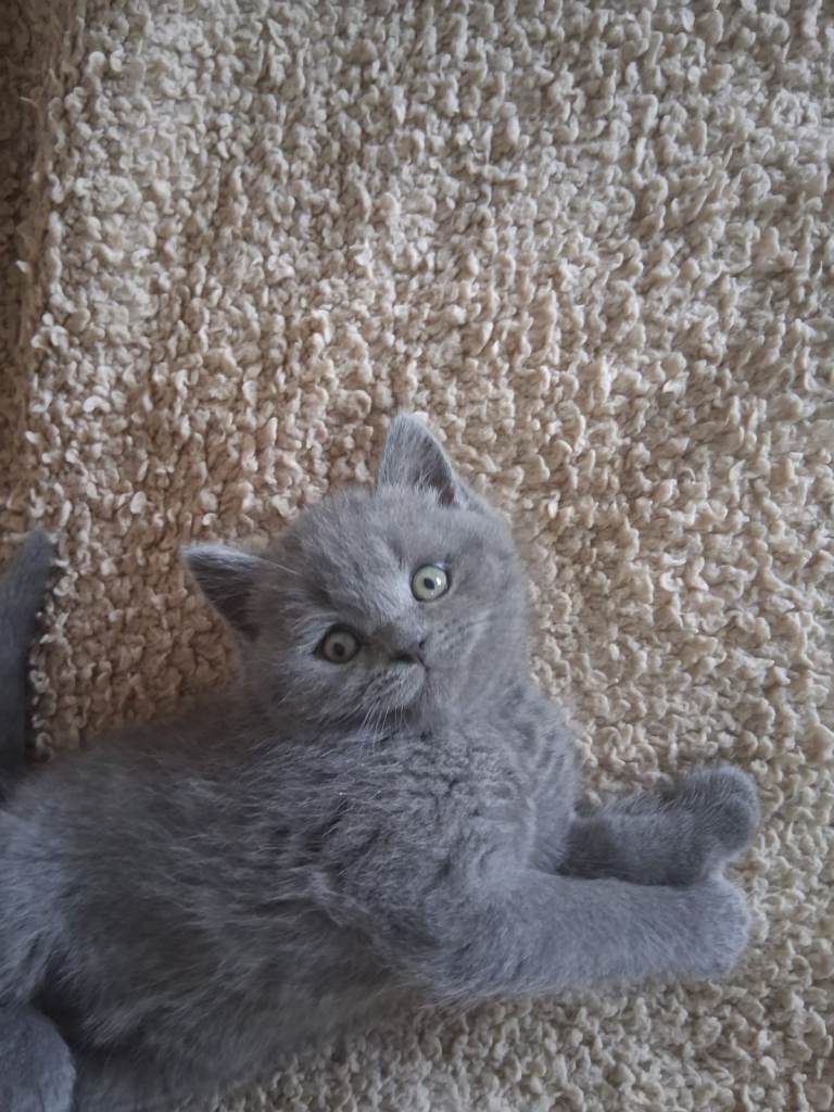 British shorthair kittens 