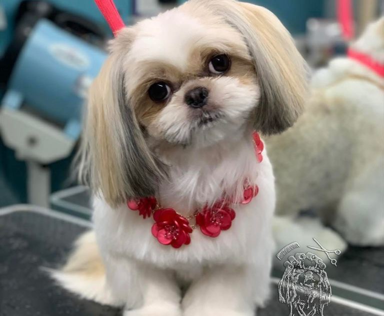 Beautiful Imperial Karashishi Shih Tzu Female for Sale