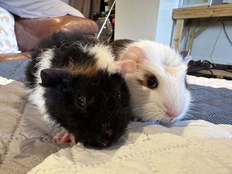 8 week old baby brother guinea pigs
