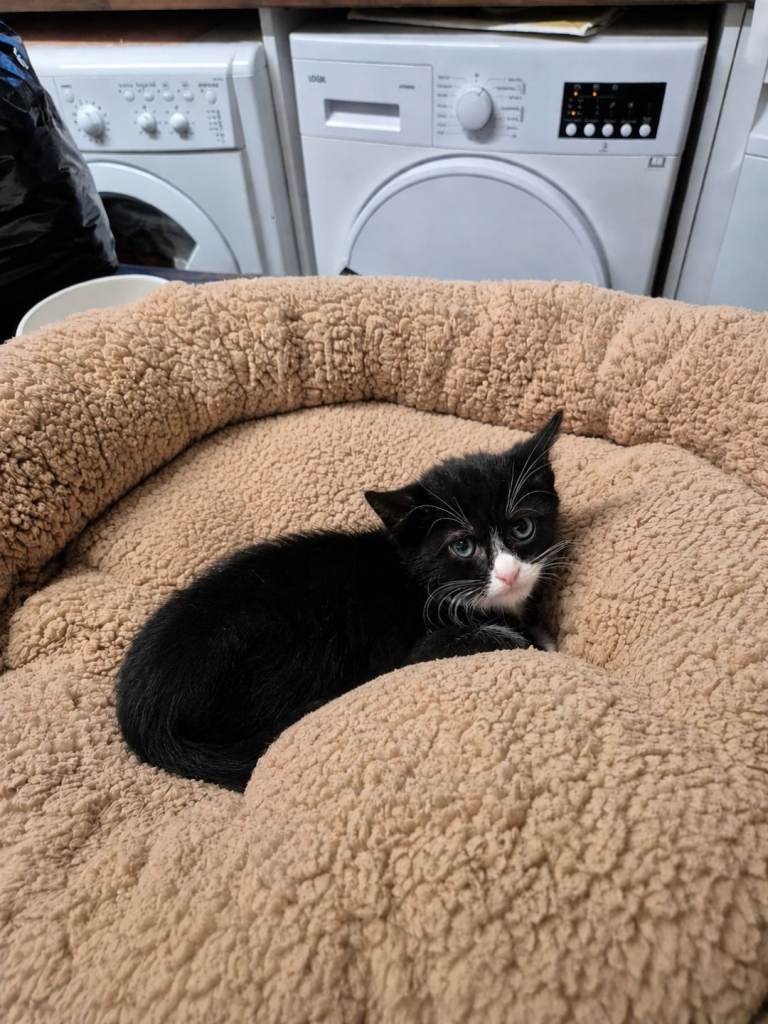 Beautiful black kitten with white markings 