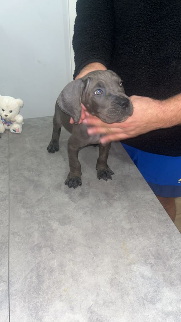 Cane corso pure breed