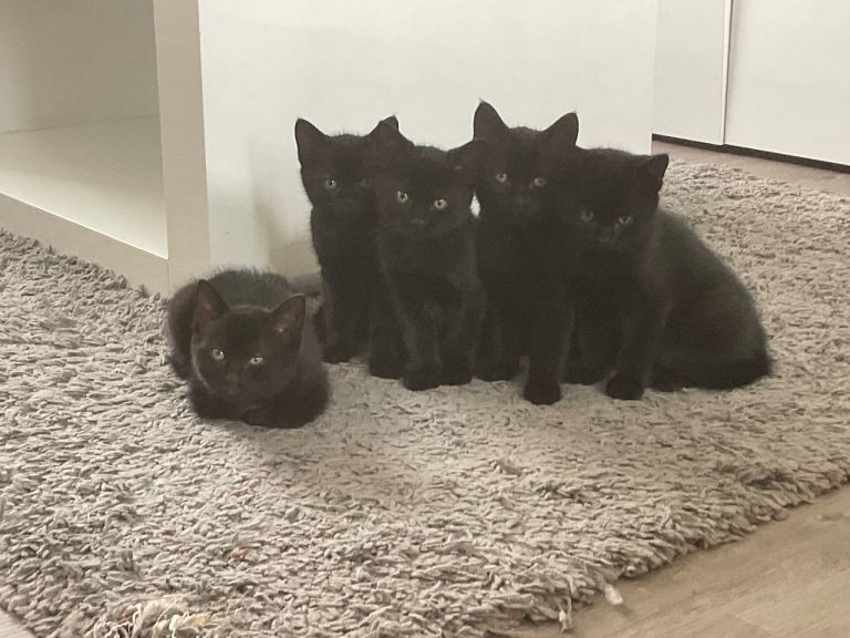 Valentine’s Kittens – Born February 14 ❤️