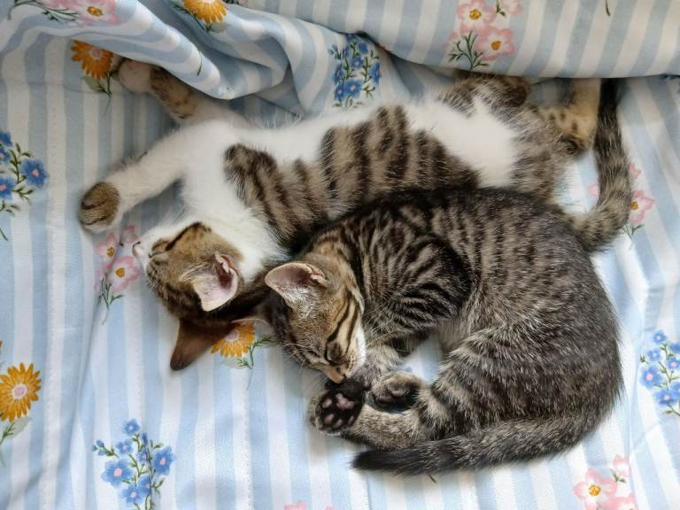 2 kittens 🐈 10 weeks old 😺 £100 each