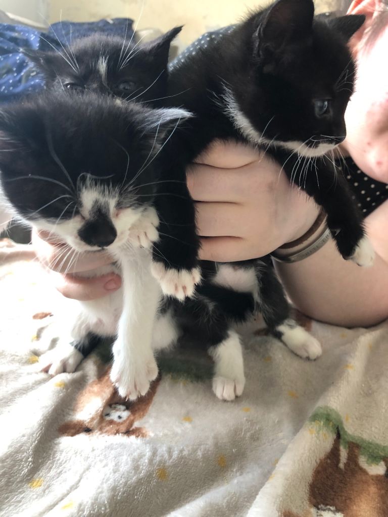 Kittens 