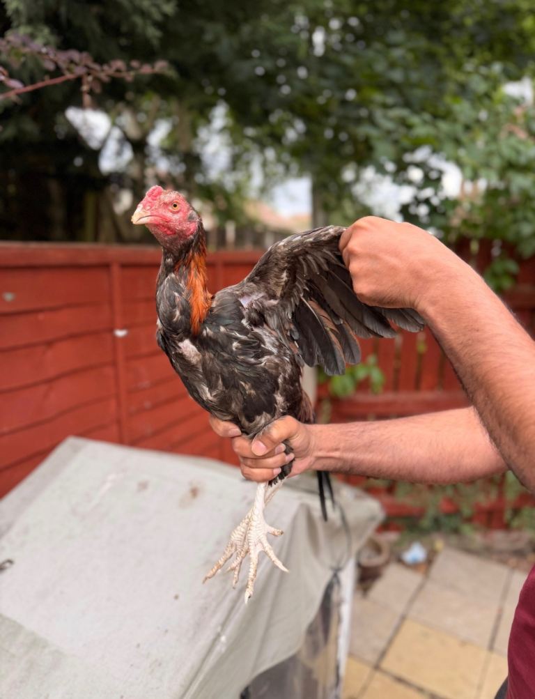 Pakistani Asil/Aseel Rooster 