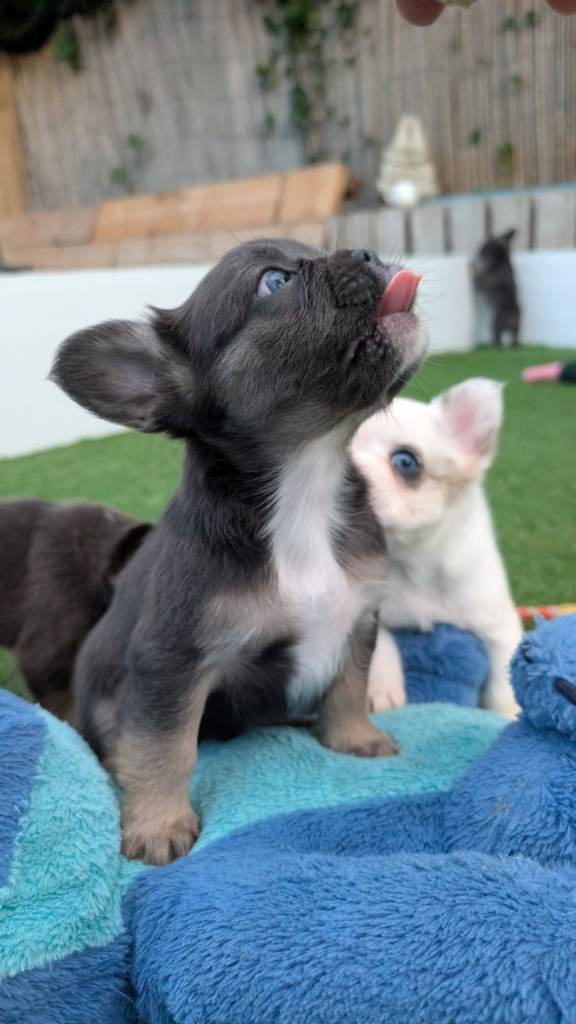 Visual fluffy french bulldog blue tri lilac tri tan 2 girls available