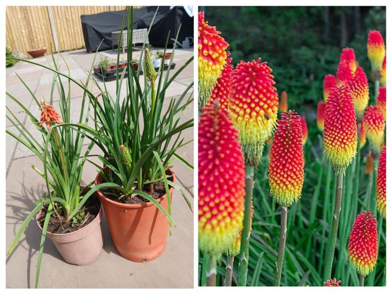 Red Hot poker, Kniphofia 'Flamenco'