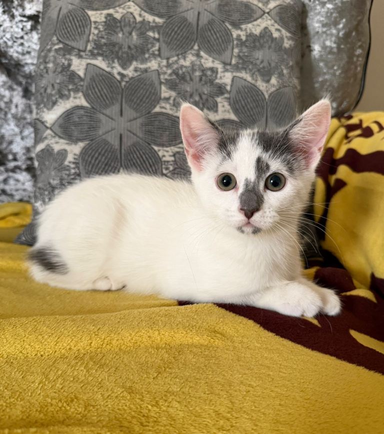 Beautiful kitten 