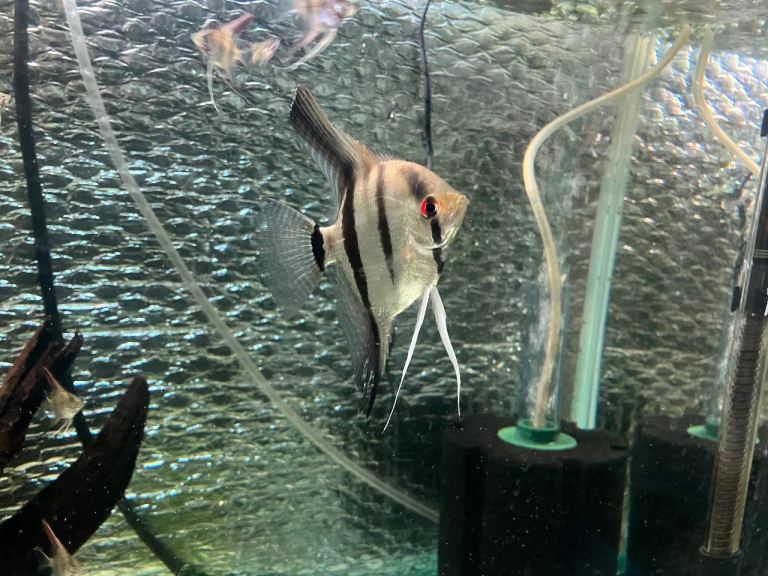 ANGEL FISH 